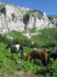 horse breeding