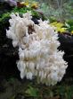 Mushrooms