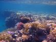 coral in the red sea