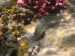 colorful fish