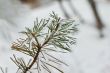 Snow covered pine tree leaves