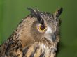 Owl eyes and beak