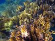 colorful coral reef