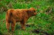 baby highland cow