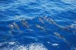 many small dolphin