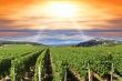 Sunset over a vineyard