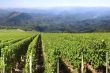 Grapevine
