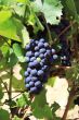 bunch of grapes