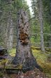 mushrooms on a tree