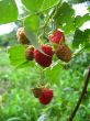 the red raspberry