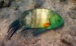 broomtail wrasse,fish kind