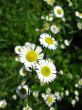 small chamomiles