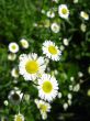 small chamomiles