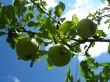 very tasty and ripe apples