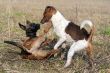 playing dogs