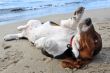 basset hound on a beach