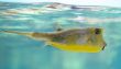 longhorn cowfish