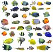 fishes