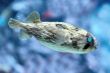 Slender-spined porcupine fish