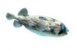 Slender-spined porcupine fish