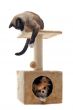 chihuahua and siamese cat 
