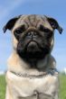 baby pug