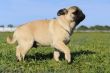 walking baby pug