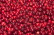 Red bilberries.