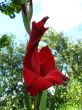 a beautiful flower of gladiolus