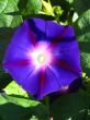 beautiful flower of Ipomoea