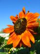 sunflowers on the blue sky background