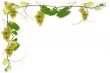 vines and grapes