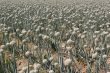 onion field