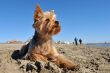 yorkshire terrier on the beach