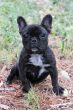 puppy french bulldog 