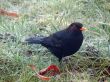 blackbird 
