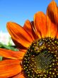 a bee on the beautiful sunflower