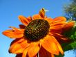 Flying bee above a sunflower