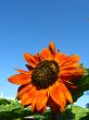 a bee on the beautiful sunflower
