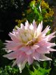 a beautiful flower of Dahlia