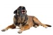 angry malinois