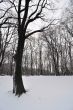 Tree and snow