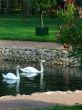 Two white swans