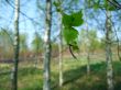 Birch leaf