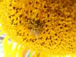 Bee on a sunflower