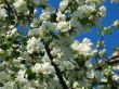 Flowers of apple-trees