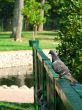 Pigeon on a handrail