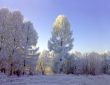 Winter forest