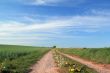 rural spring landscape