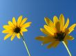 Pair of yellow flowers 